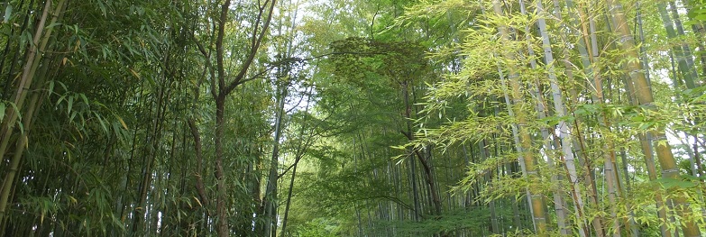 竹林